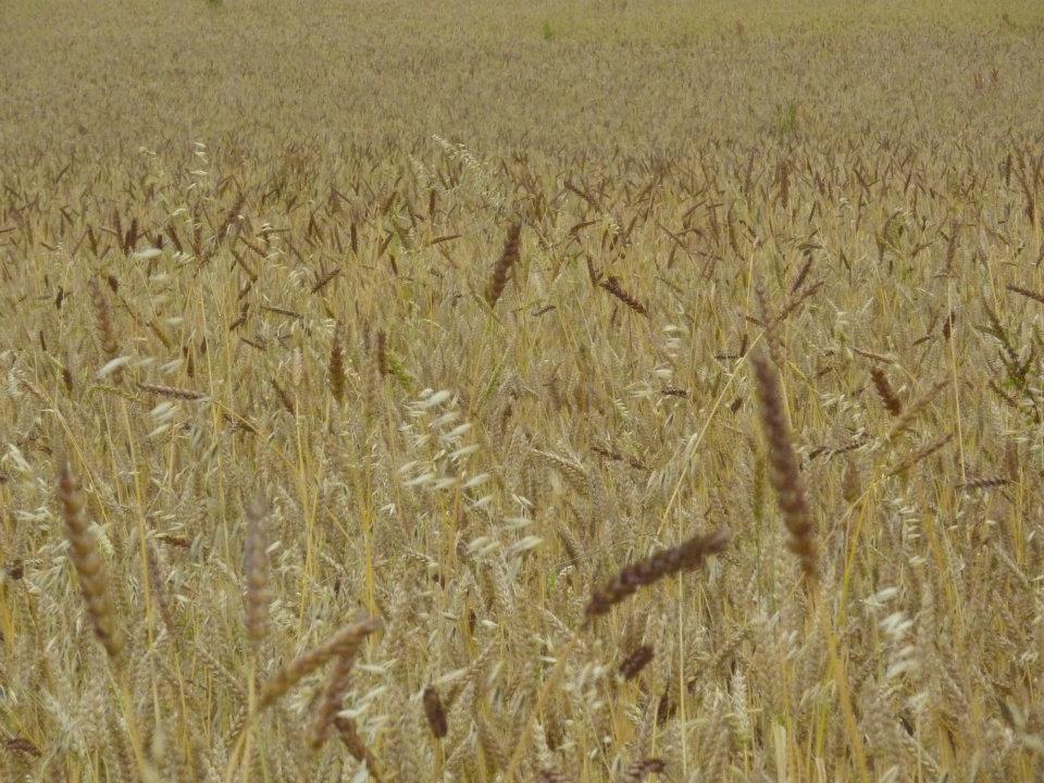 blé ferme la gauloise